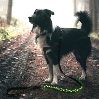 Broderi reb hundesnor med lys - Grøn