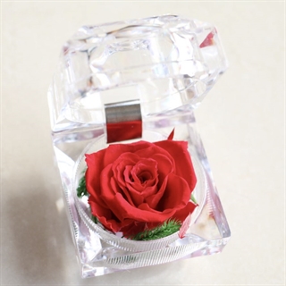 Evighedsrose i akrylboks