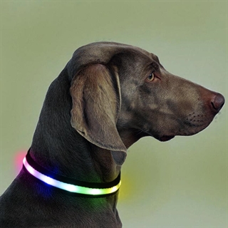 LED hundehalsbånd med multifarvet og blinkende lys