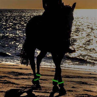 LED broderet reb bånd til hestens ben - Grøn